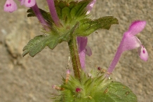 Henbit-deadnettle-flower