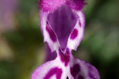 Close-view-of-Henbit-deadnettle-flower