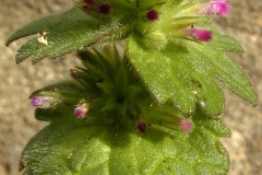 Flower-buds-of-Henbit-deadnettle