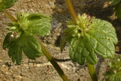 Henbit-deadnettle-leaves
