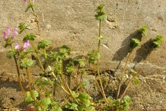 Henbit-deadnettle-plant