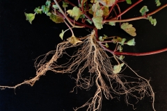 Henbit-deadnettle-roots