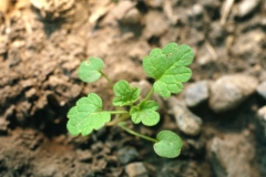 Henbit-deadnettle-seedling