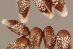 Henbit-deadnettle-seeds