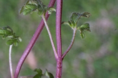 Henbit-deadnettle-stem