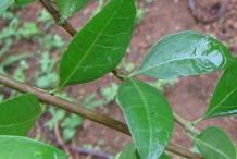 Branch-of-Henna-Plant