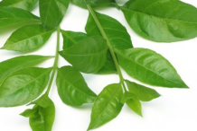 Henna-leaves