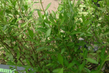 Henna-plant-growing-wild
