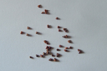 Henna-seeds