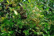 Ripe-Fruit-of-henna-plant