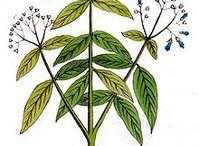 Sketch-of-Henna-plant