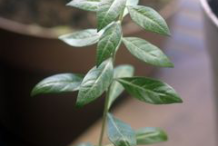 Small-henna-plant