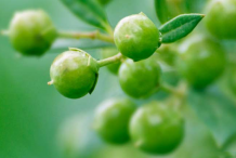 Unripe-Henna-fruit