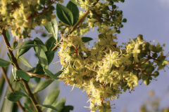 Flowers-of-Henna-plant