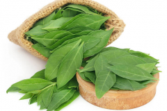 Henna-leaves-collected