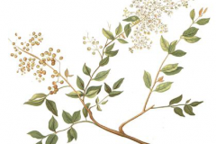 Plant-Illustration-of-henna-plant