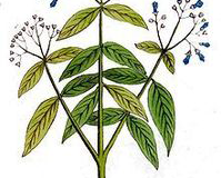 Sketch-of-Henna-plant