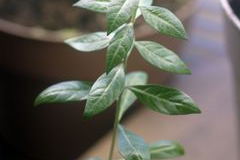 Small-henna-plant