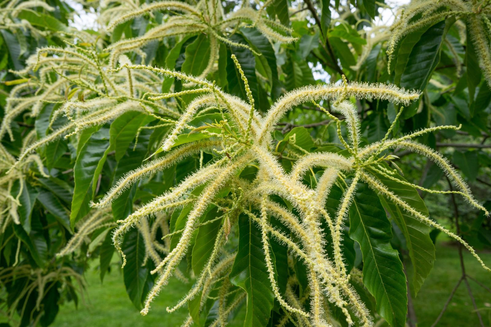 Flowers-of-Henrys-chestnut