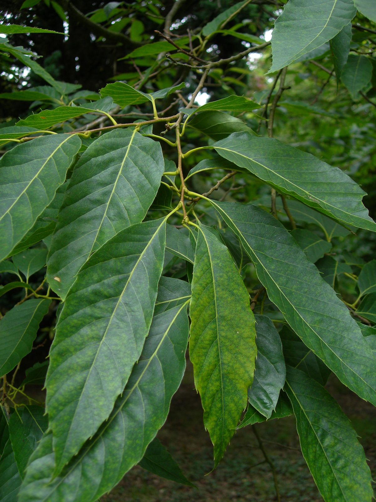 Leaves-of-Henrys-chestnut