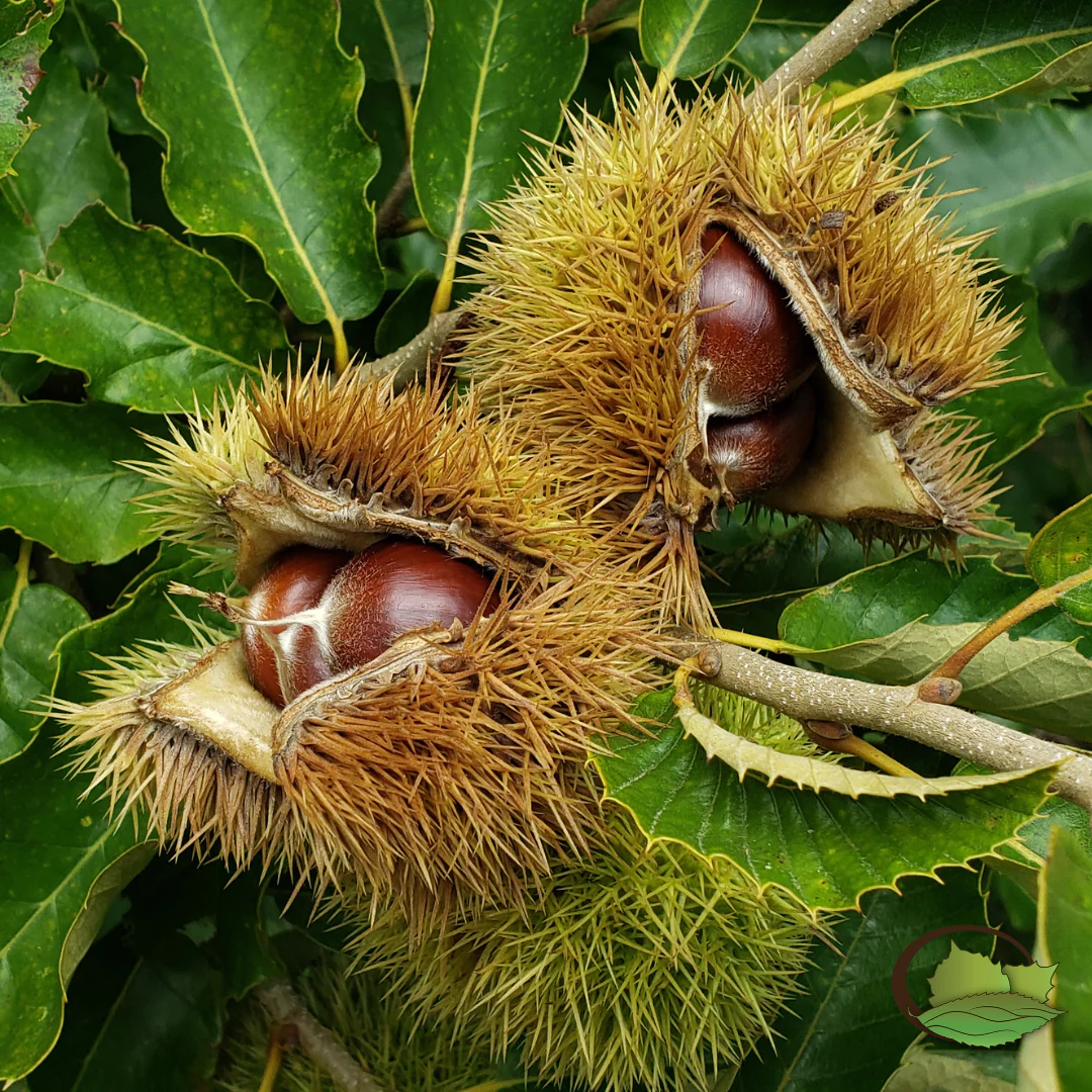 Mature-fruits-of-Henrys-chestnut