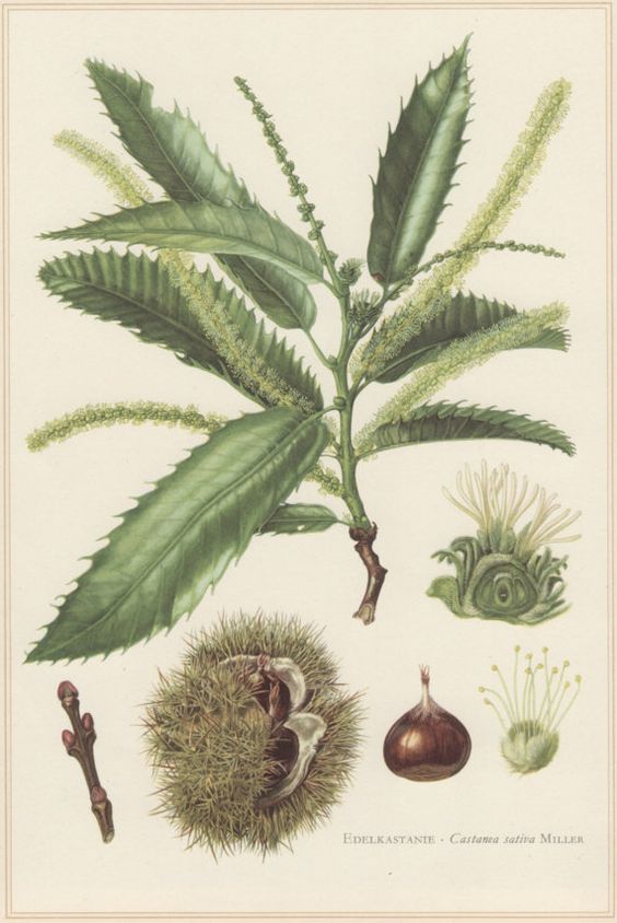 Plant-illustration-of-Henrys-chestnut
