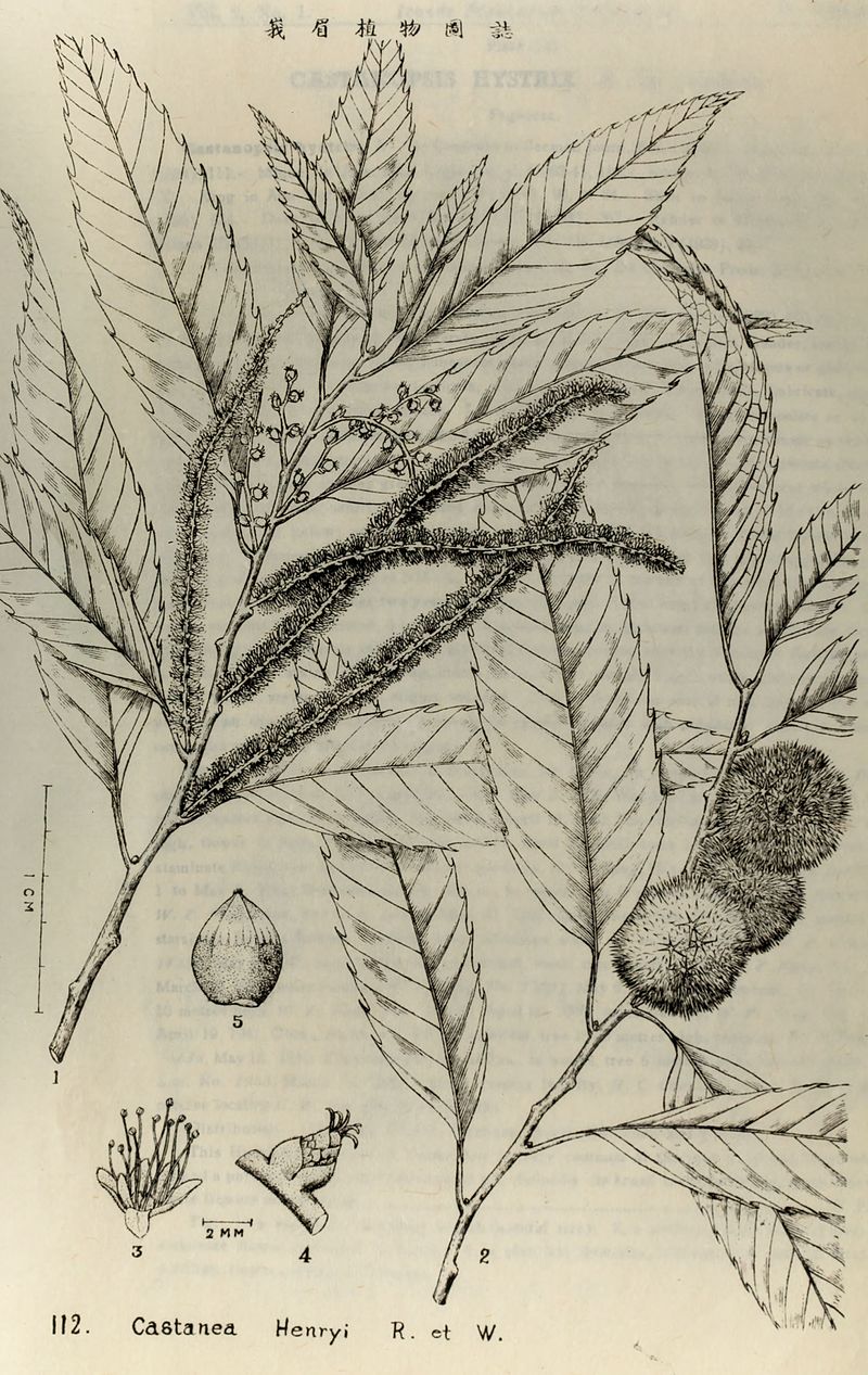 Sketch-of-Henrys-chestnut