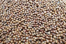 Chestnuts-of-Henrys-chestnut