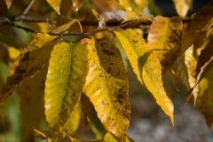 Autumn-leaf-color-of-Henrys-chestnut