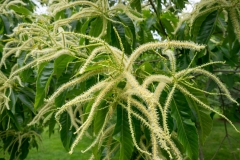 Flowers-of-Henrys-chestnut