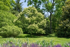 Henrys-chestnut-Tree-growing-wild