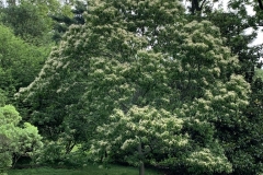 Henrys-chestnut-tree