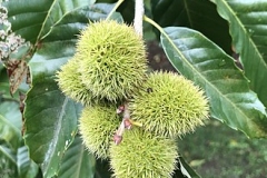 Immature-fruits-of-Henrys-chestnut
