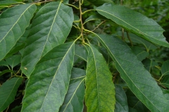 Leaves-of-Henrys-chestnut