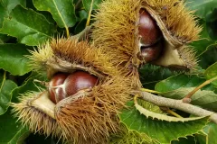 Mature-fruits-of-Henrys-chestnut