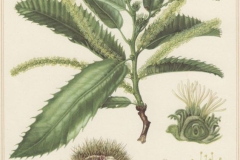Plant-illustration-of-Henrys-chestnut
