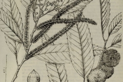 Sketch-of-Henrys-chestnut
