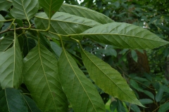 Ventral-view-of-leaves-of-Henrys-chestnut