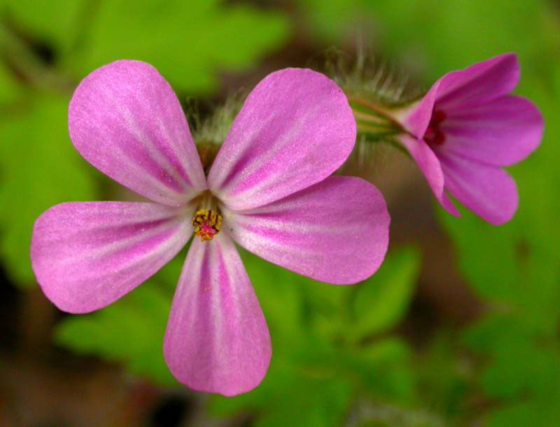 Flower-of-Herb-Robert