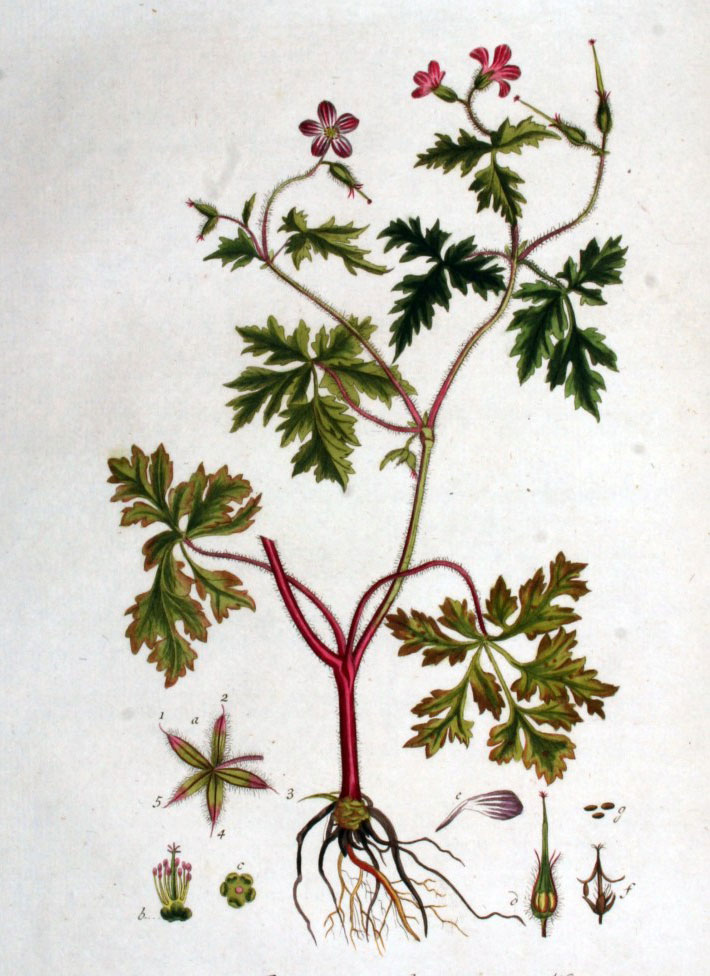 Plant-Illustration-of-Herb-Robert