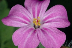Closer-view-of-flower-of-Herb-Robert