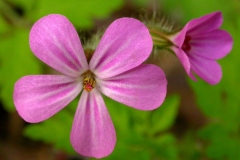 Flower-of-Herb-Robert