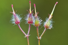 Fruits-of-Herb-Robert