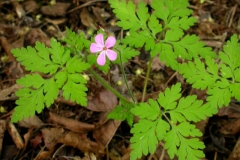 Herb-Robert-Plant