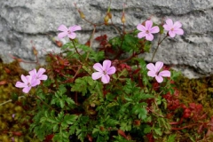 Herb-Robert-plant-growing-wild