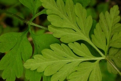 Leaves-of-Herb-Robert