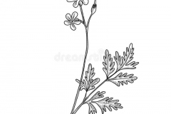 Sketch-of-Herb-Robert