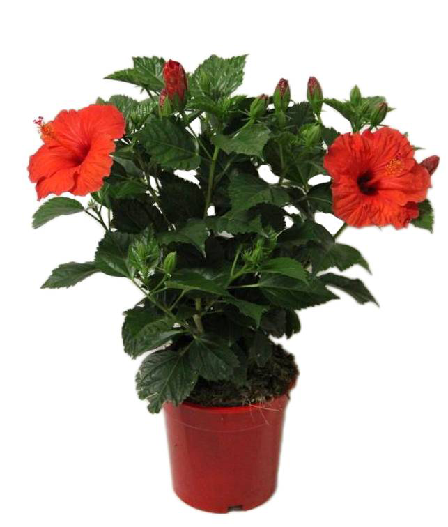 Small-Hibiscus-plant-on-pot
