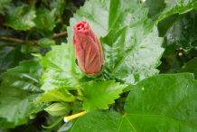Bud-of-Hibiscus-plant