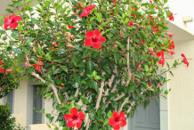 Hibiscus-Plant-in-front-of-house